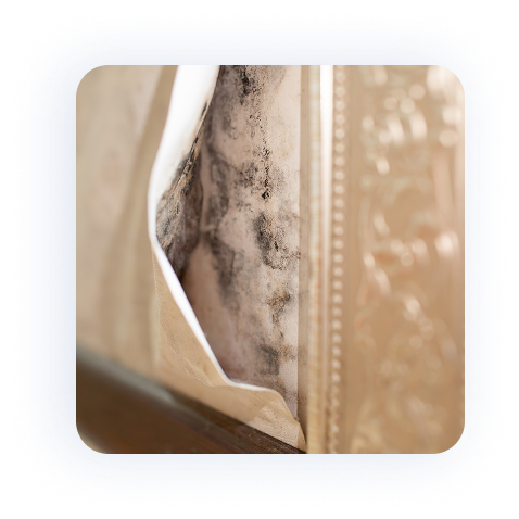 Breathe Easy With Our Indoor Air Quality Solutions